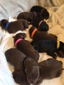 T litter 1 day old